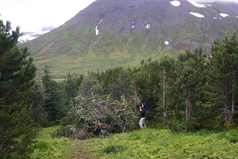 Tvöþúsund nýjar plöntur