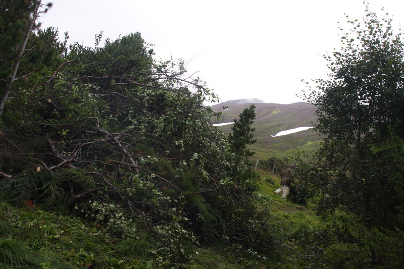 Tvöþúsund nýjar plöntur