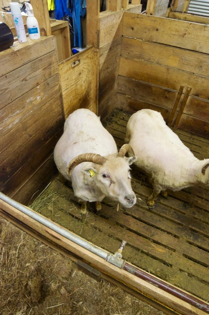 Þetta er hún Lóa, mesta frekjan í húsinu..., mamma Zorró