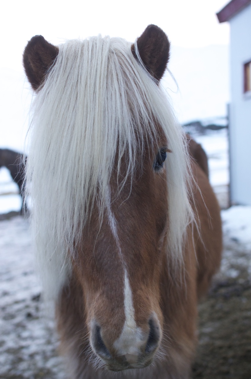 vöffluhestar