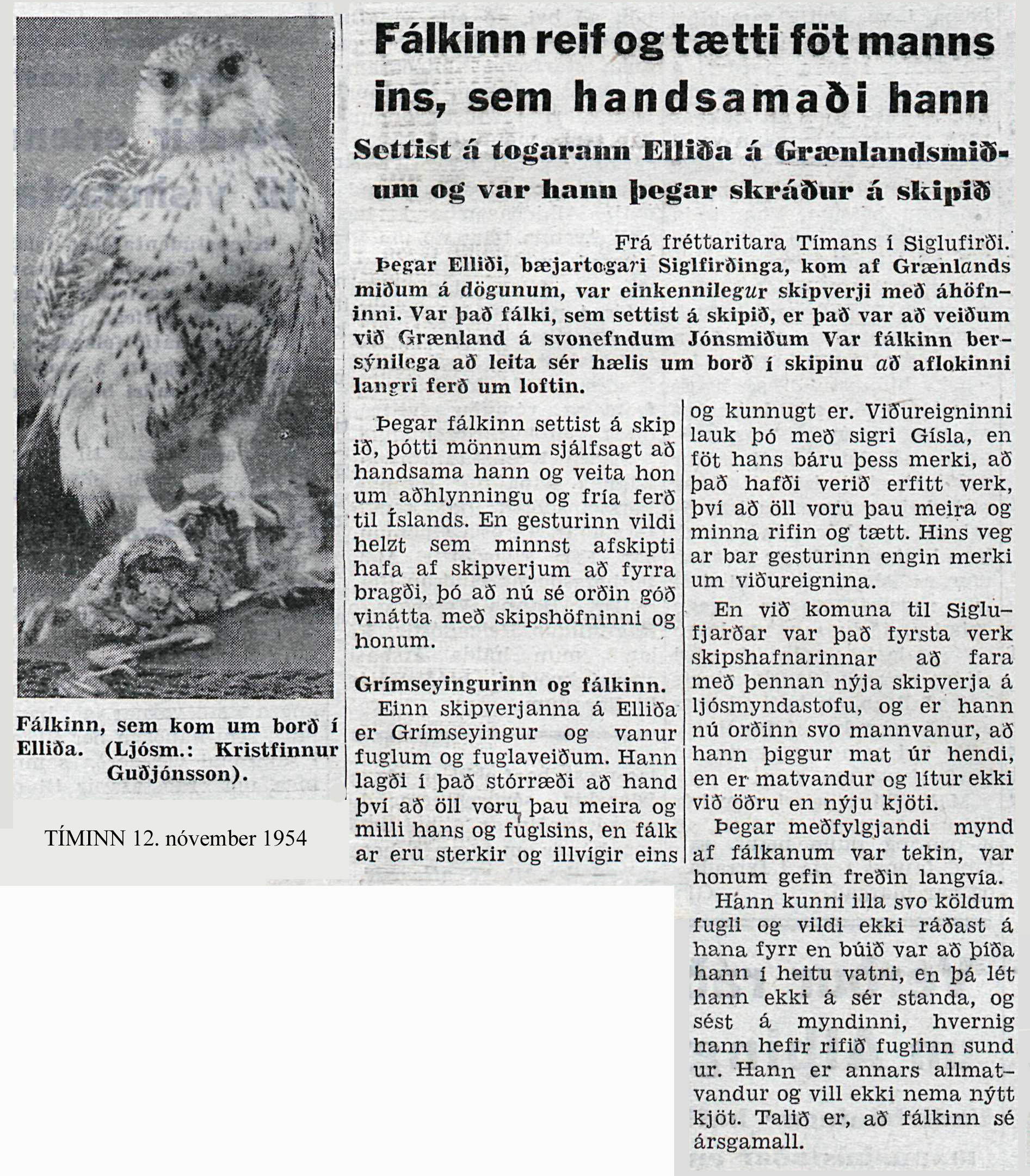 fálkinn