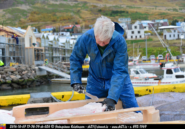 Hákarlaskurður hjá Vella