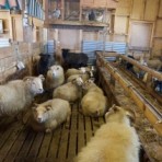 Rollurnar að hvíla sig fyrir rúninginn, sem fór fram síðar um daginn
