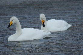 �lftir � Langeyrartj�rn. Lj�sm. Sveinn �orsteins.