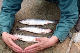 Lifandi einkennismerki Siglufjar�ar - lj�sm. Steingr. Kristinss.