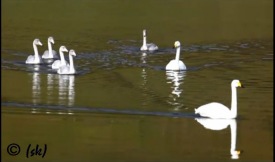 Lj�smynd: Steingr�mur Kristinsson