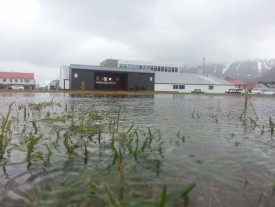 Vatnsagi  tjaldsvinu