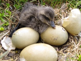 �essi lif�i af vorhreti� 2011