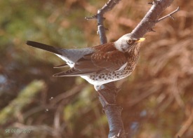 Lj�smynd: Sigur�ur �gisson