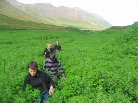 G�nguf�lk � kafi � l�p�nu