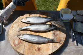 S�ldin freista�i