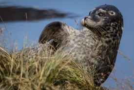 Landselurinn Snorri