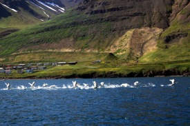 �lftir � Siglufir�i. Lj�smyndari; Marteinn B. Haraldsson 