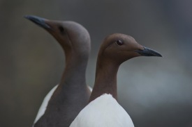 www.fuglfyrirmilljon.com    Ljsmyndari; Einar Gumann