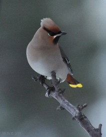 Silkitoppa. Lj�sm.: Sigur�ur �gisson