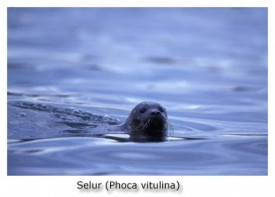 http://visindavefur.hi.is/myndir/selur_230403.jpg