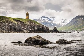 Selvkurnefsviti. Mynd fengin af www.bjornvald.is