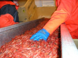 Mynd tekin af heimas��u Rammans